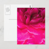 Carte Postale Fleur rose (Devant / Derrière)