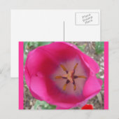 Carte Postale Fleur rose au jardin (Devant / Derrière)