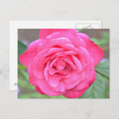 Carte Postale Fleur rose au soleil (Devant / Derrière)