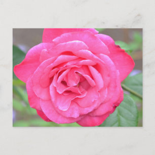 Carte Postale Fleur rose au soleil