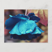 Carte Postale Fleur Rose bleu personnalisée (Devant)