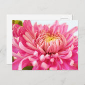 Carte Postale Fleur rose Chrysanthemum (Devant / Derrière)