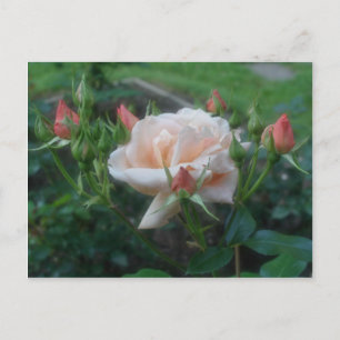 Carte Postale Fleur Rose de pêche