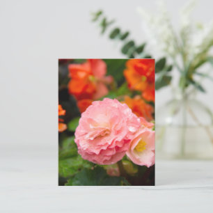 Carte Postale Fleur rose délicate après la pluie