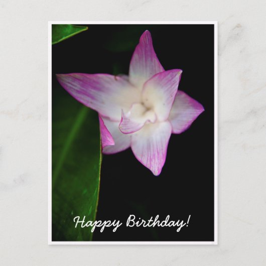 Carte Postale Fleur rose délicate Joyeux Anniversaire (Devant)