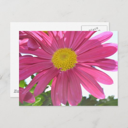 Carte Postale Fleur rose d'été (Devant / Derrière)