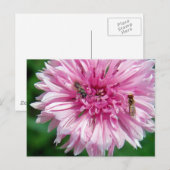 Carte Postale Fleur rose et bogues (Devant / Derrière)