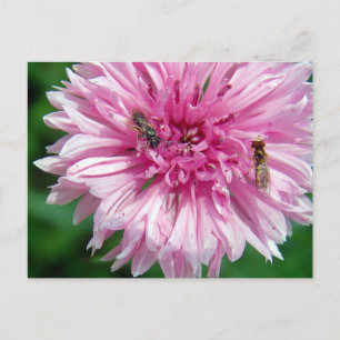 Carte Postale Fleur rose et bogues