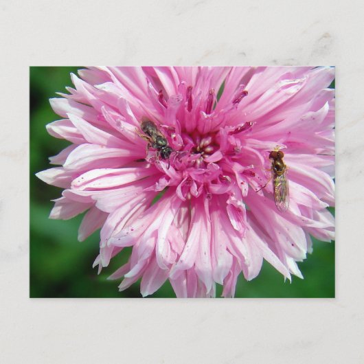 Carte Postale Fleur rose et bogues (Devant)