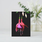 Carte Postale Fleur rose Fuchsia (Debout devant)