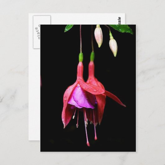 Carte Postale Fleur rose Fuchsia (Devant / Derrière)
