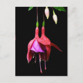 Carte Postale Fleur rose Fuchsia (Devant)