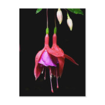 Fleur rose Fuchsia