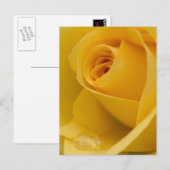 Carte Postale Fleur rose jaune (Devant / Derrière)