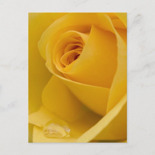 Carte Postale Fleur rose jaune (Devant)