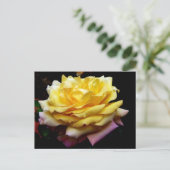 Carte postale Fleur Rose jaune (Debout devant)