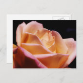 Carte Postale Fleur rose jaune intense (Devant / Derrière)