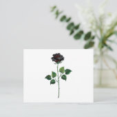Carte Postale Fleur rose noire (Debout devant)
