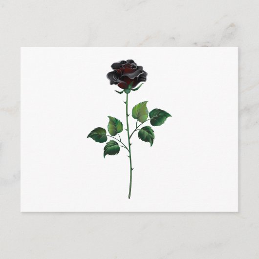Carte Postale Fleur rose noire (Devant)