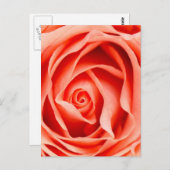 Carte Postale Fleur rose orange (Devant / Derrière)