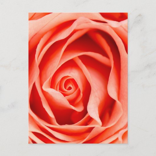 Carte Postale Fleur rose orange (Devant)