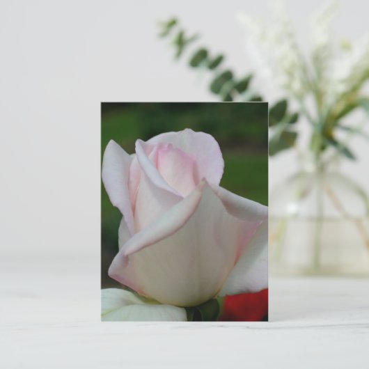 Carte Postale Fleur rose pâle (Debout devant)