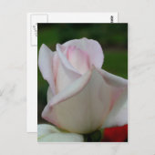 Carte Postale Fleur rose pâle (Devant / Derrière)