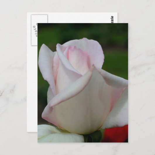 Carte Postale Fleur rose pâle (Devant / Derrière)