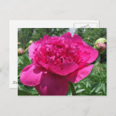 Carte Postale Fleur rose pâle (Devant / Derrière)