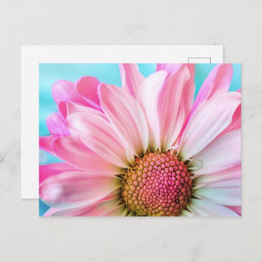 Carte Postale Fleur rose pâle (Devant / Derrière)