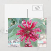 Carte Postale Fleur rose profonde (Devant / Derrière)