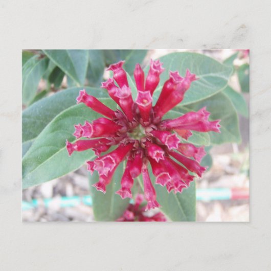 Carte Postale Fleur rose profonde (Devant)