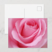 Carte Postale Fleur rose rose gros plan (Devant / Derrière)