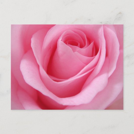 Carte Postale Fleur rose rose gros plan (Devant)