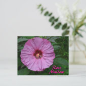 Carte Postale Fleur rose rose pâle Photographique Botanique (Debout devant)