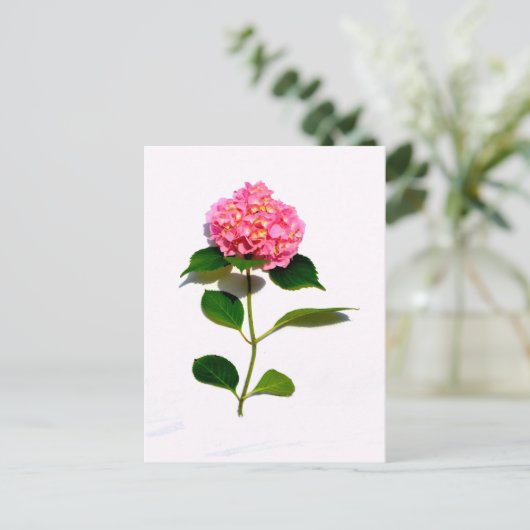 Carte Postale Fleur rose rose rose Hydrangea (Debout devant)
