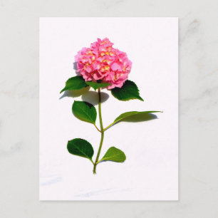 Carte Postale Fleur rose rose rose Hydrangea