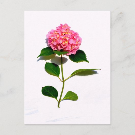 Carte Postale Fleur rose rose rose Hydrangea (Devant)