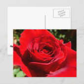 Carte Postale Fleur rose rouge vif Belle florale (Devant / Derrière)