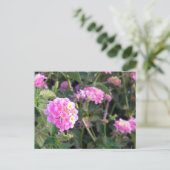 Carte Postale Fleur rose sauvage (Debout devant)