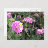 Carte Postale Fleur rose sauvage (Devant / Derrière)