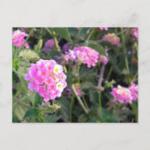Carte Postale Fleur rose sauvage (Devant)