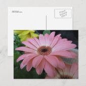 Carte Postale Fleur rose unique (Devant / Derrière)