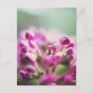 Carte Postale Fleur rose vintage macro bokeh