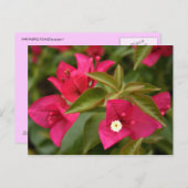 Carte Postale fleur rose/violette (Devant / Derrière)