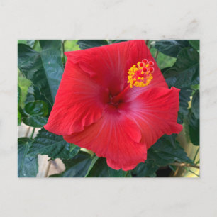 Carte postale Fleur rouge