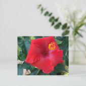 Carte postale Fleur rouge (Debout devant)