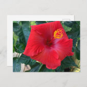 Carte postale Fleur rouge (Devant / Derrière)
