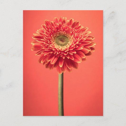 Carte Postale Fleur rouge Barberton Gerbera Daisy (Devant)