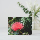 Carte Postale Fleur rouge - Calliandra (Debout devant)